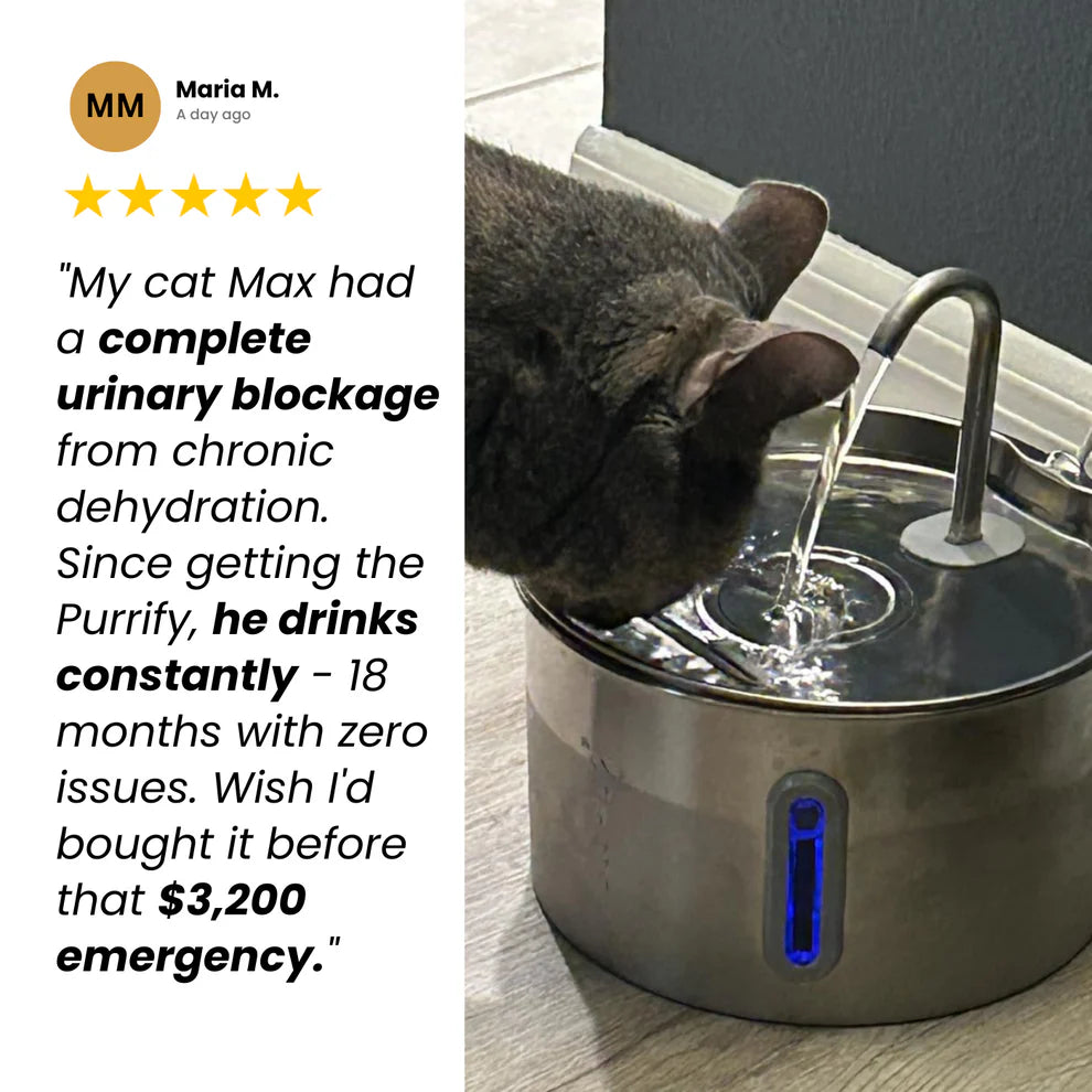 Protect your cat from dehydration and urinary emergencies with the Purrflow Fountain