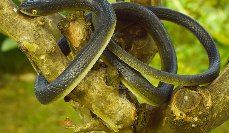 Realistic Flexible Snake Toy (1.2 m) — Rubber Prank Prop & Halloween Décor